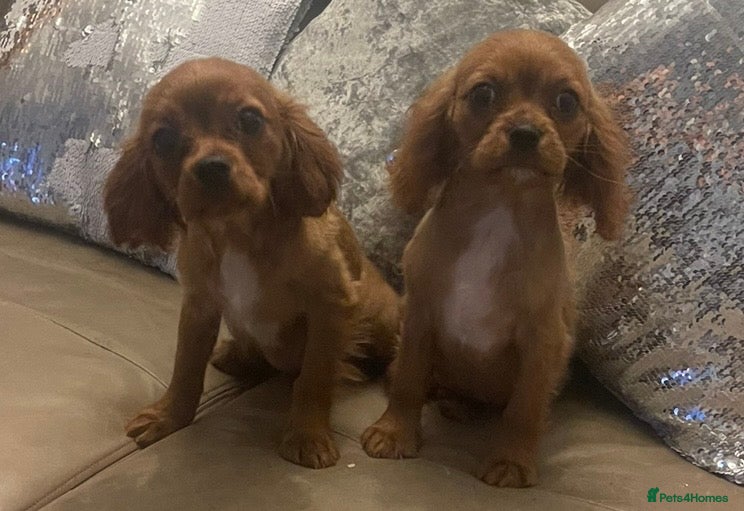 Cavalier King Charles Spaniel dogs Cavalier Ruby red female   - Advert 18