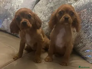 Cavalier King Charles Spaniel dogs Cavalier Ruby red female - Advert 18