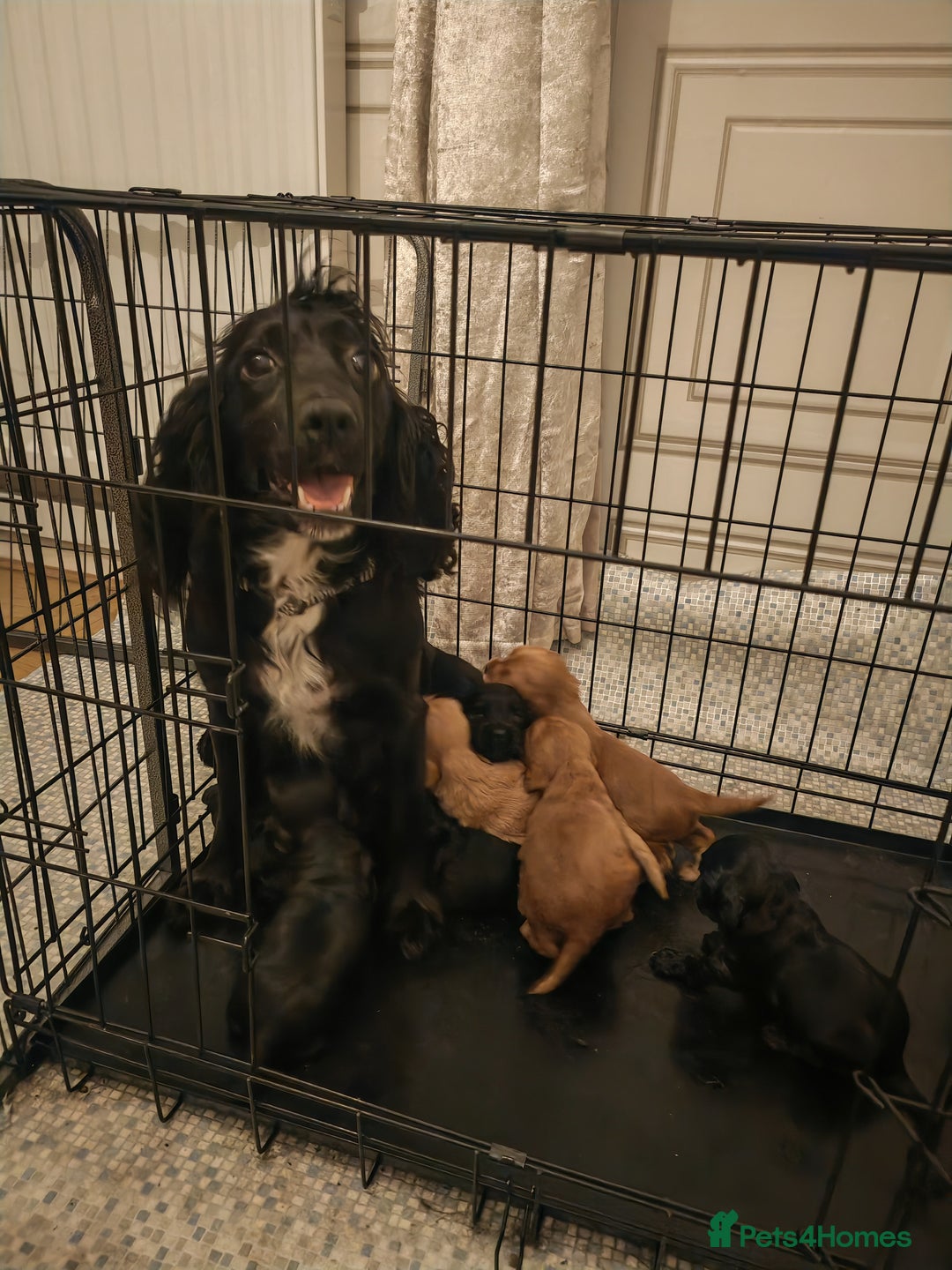 Cockapoo dogs for sale: Cockerpoo pups - Image 9