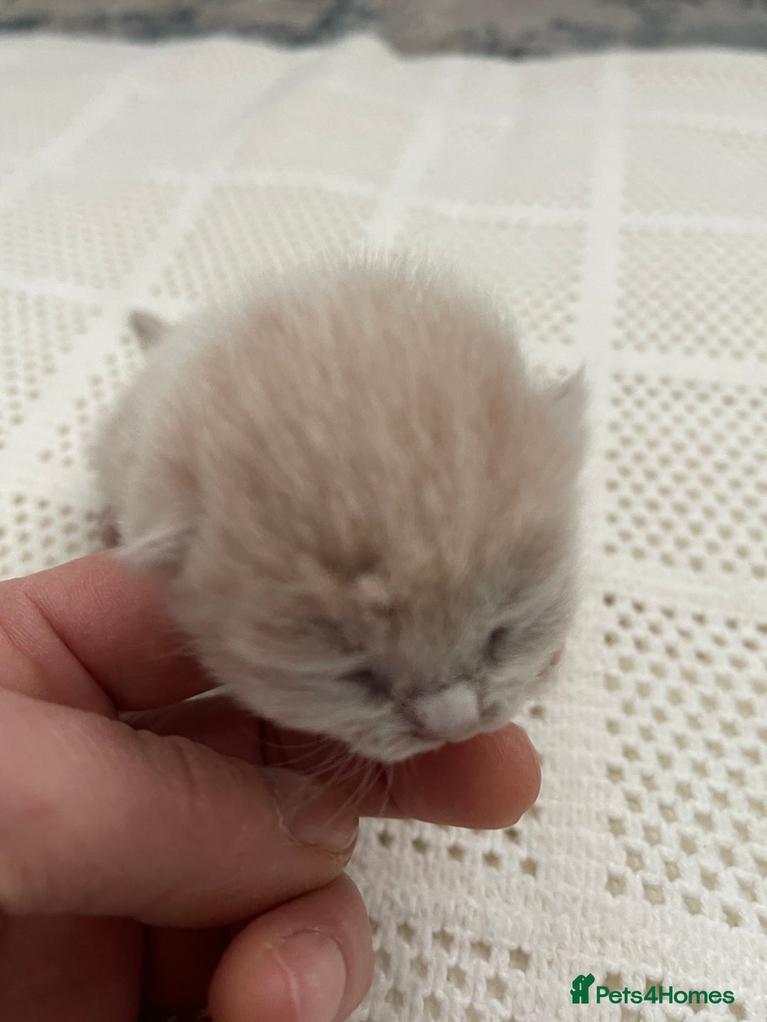 British Shorthair cats for sale: Exceptional litter of GCCF British shorthairs - Advert 12