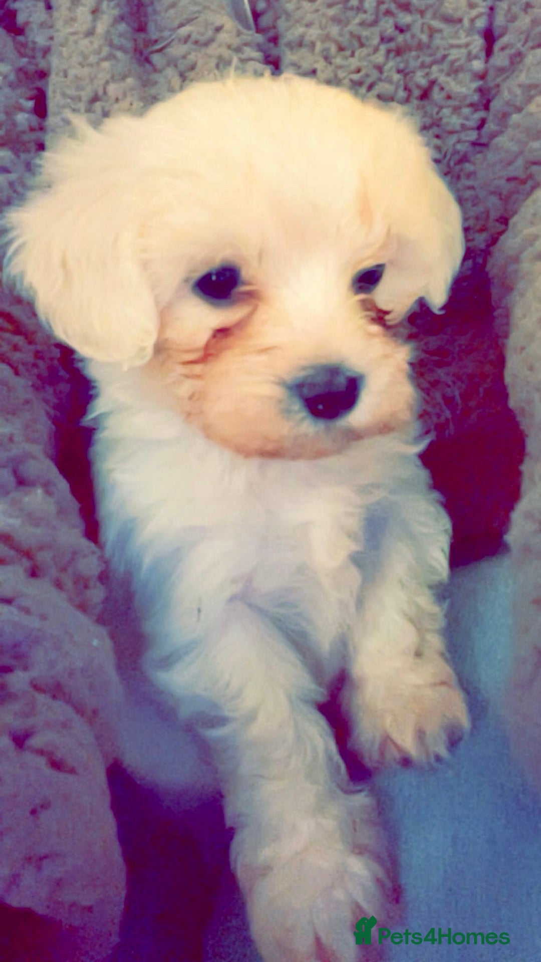 Mixed Breed dogs for sale: Loving, playful bundles of joy - Advert 4