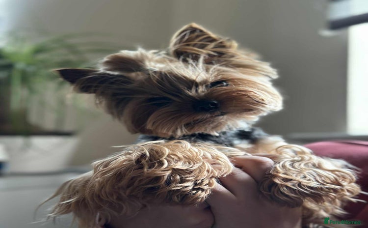 Yorkshire Terrier dogs  **  Yorkie for stud  in Leicester - Advert 5