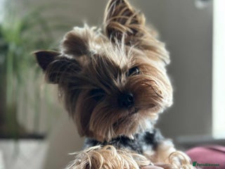 Yorkshire Terrier dogs ** Yorkie for stud in Leicester - Advert 1