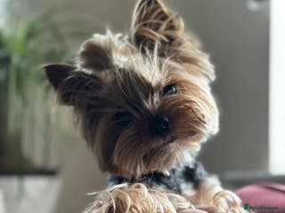Yorkshire Terrier dogs ** Yorkie for stud in Leicester - Advert 18