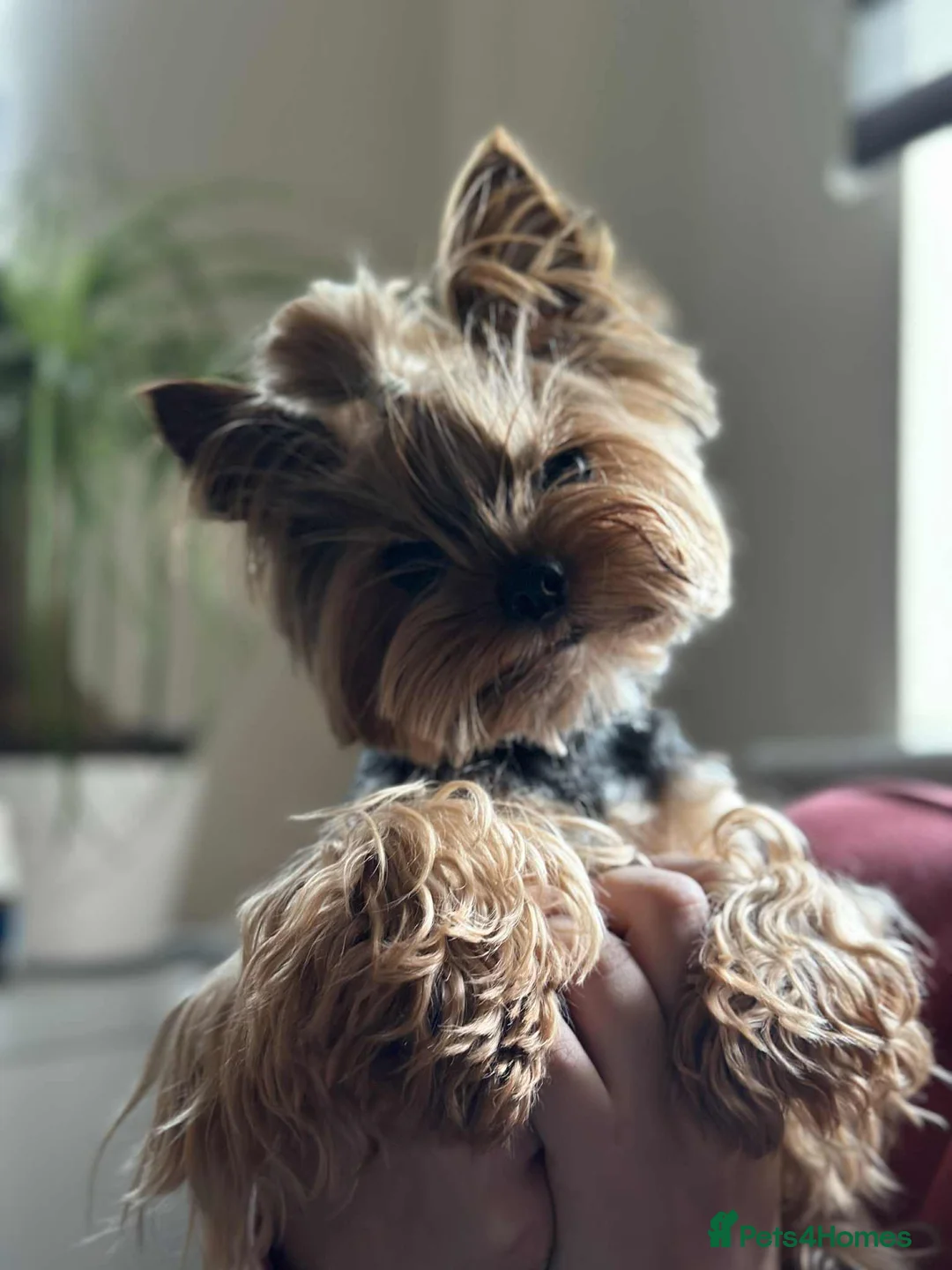 Yorkshire Terrier dogs for stud:  **  Yorkie for stud  in Leicester - Advert 1