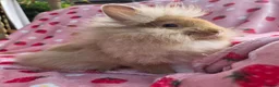 Lionhead rabbits for sale: Very very tame lion head  boy 11 weeks - Advert 9