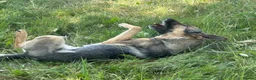 German Shepherd dogs for sale: Beautiful German Shepherd Girl  - Advert 5