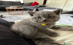 British Shorthair cats for sale: British shorthairs x7 | around oxford  - Image 13