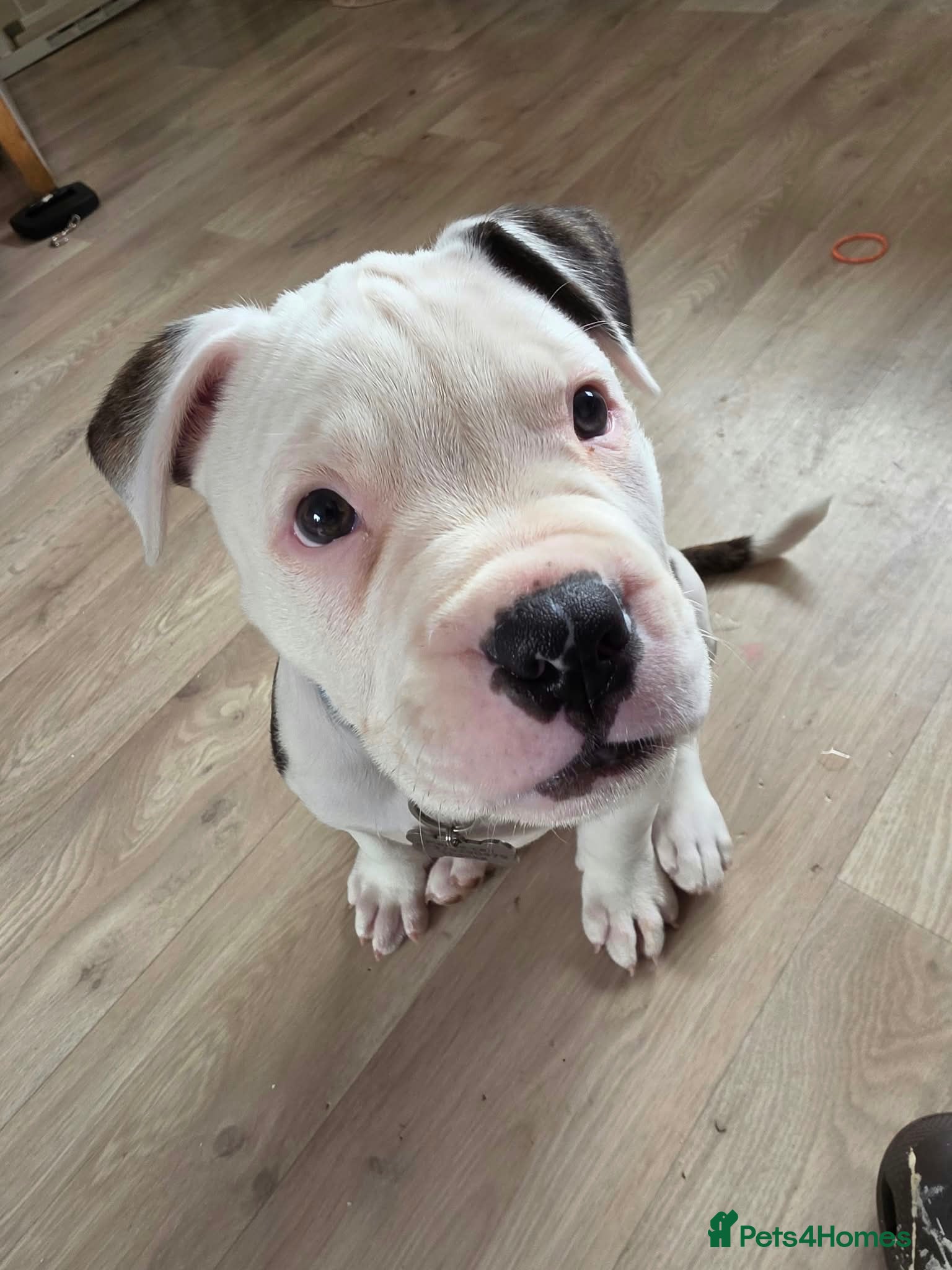 American Bulldog dogs Looking to rehome this gorgeous boy.  - Advert 1