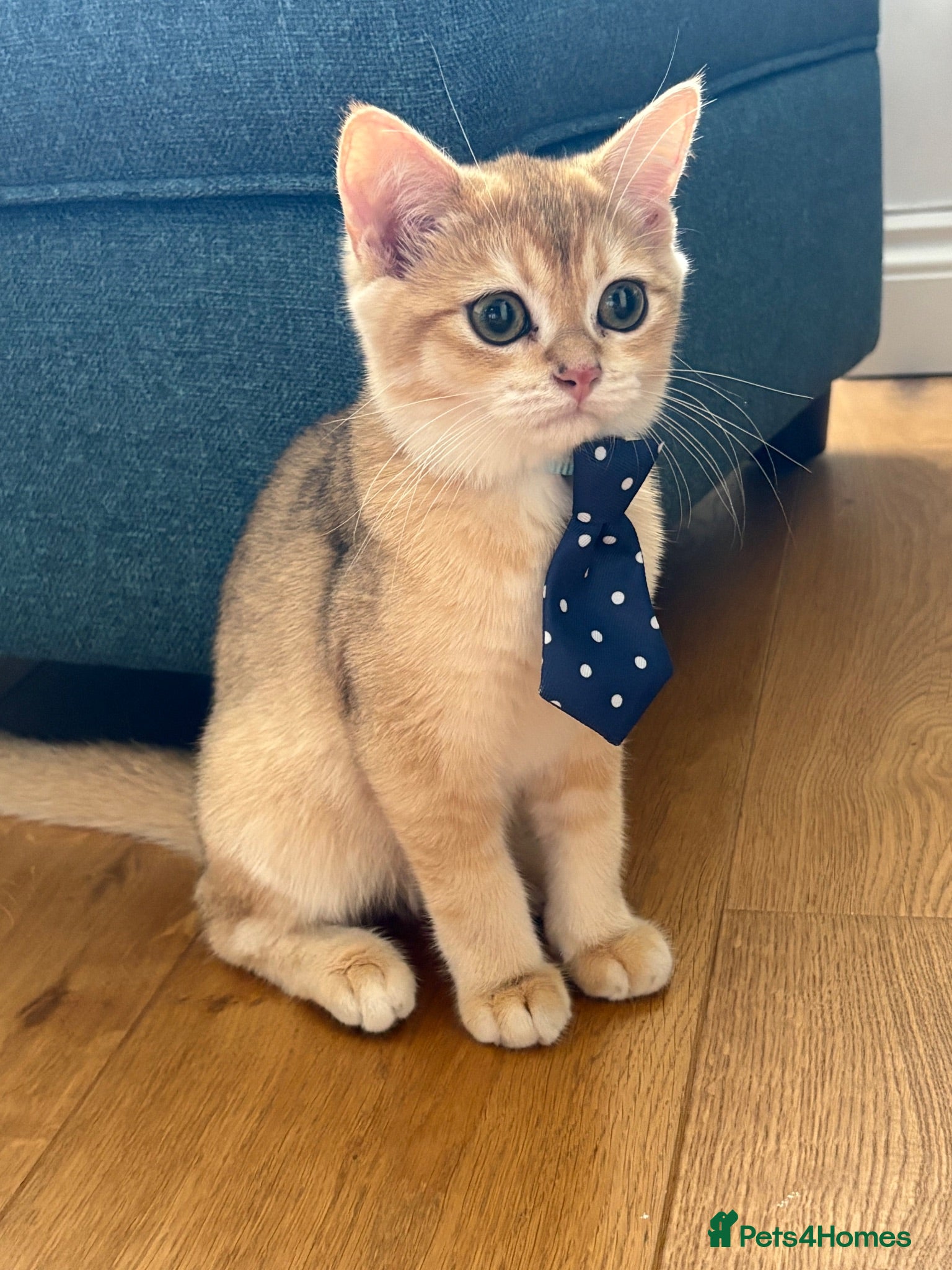 British Shorthair cats Golden bsh for sale ready to leave now!  - Advert 1