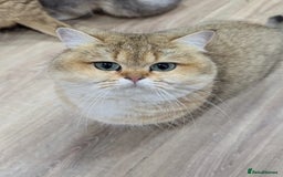 British Shorthair cats for sale: Male Golden British Shorthair  - Image 3