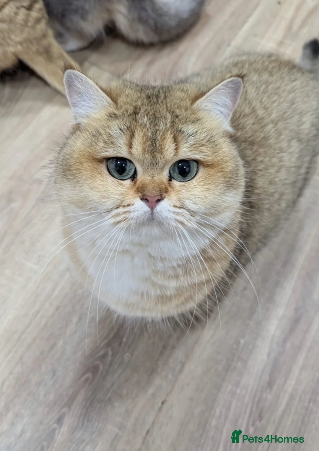 British Shorthair cats for sale: Male Golden British Shorthair  - Image 3