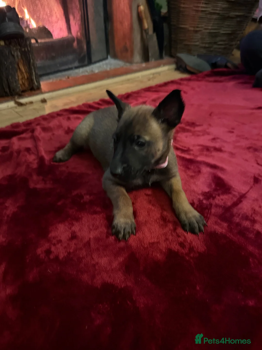 Belgian Shepherd Dog dogs for sale: Belgian shepherd puppies  in Norwich - Advert 2