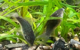 Corys fish for sale: Emerald Cory Splendens 1 male+1 female size 6 cm.  - Image 4
