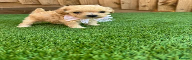 Cockapoo 2