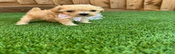 Cockapoo dogs for sale: 🐾 Adorable F1BB Teddy bear toy cockapoos 🐾 - Advert 41