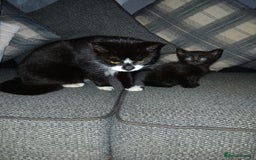 Mixed Breed cats for sale: Kittens - Image 3