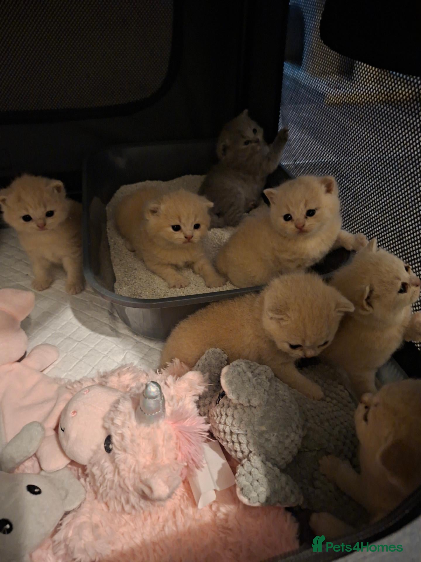 British Shorthair cats Stunning Chunky GCCF British Shorthair Kittens - Advert 1