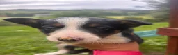 Border Collie dogs for sale: Collie pups  - Advert 8