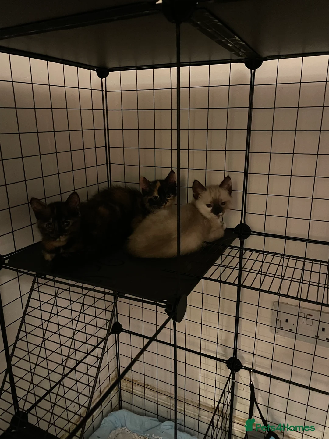 Mixed Breed cats for sale: Colourful kittens looking for home 🩷 - Advert 3