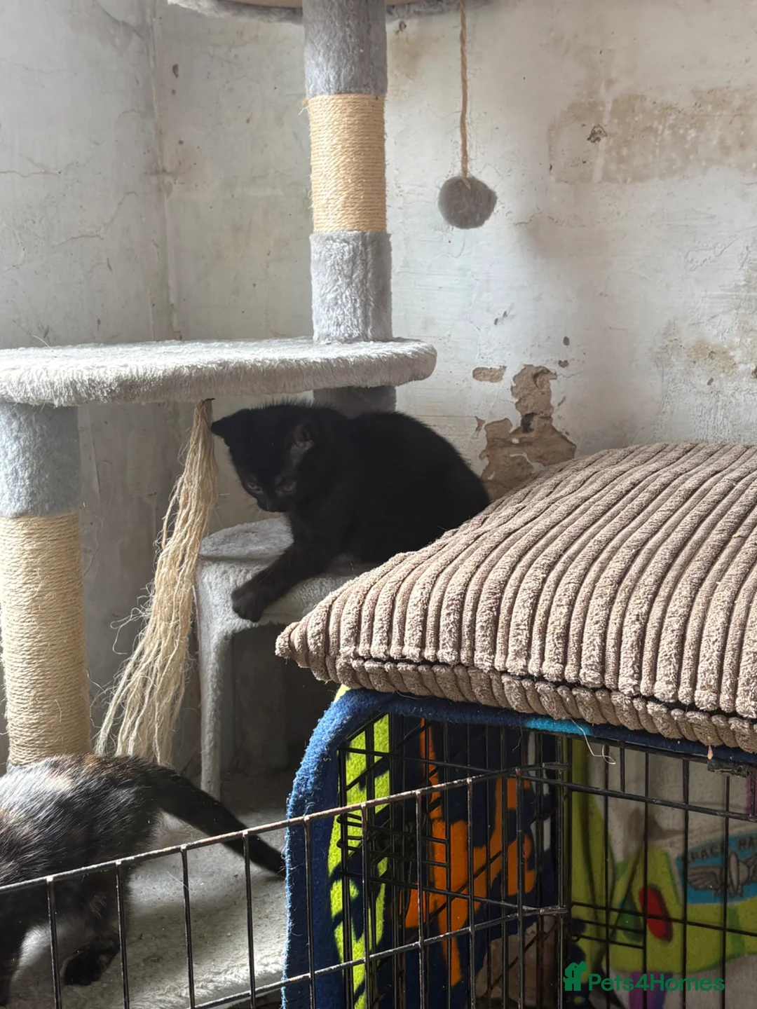 Mixed Breed cats for sale: Kittens looking for forever home! - Advert 2