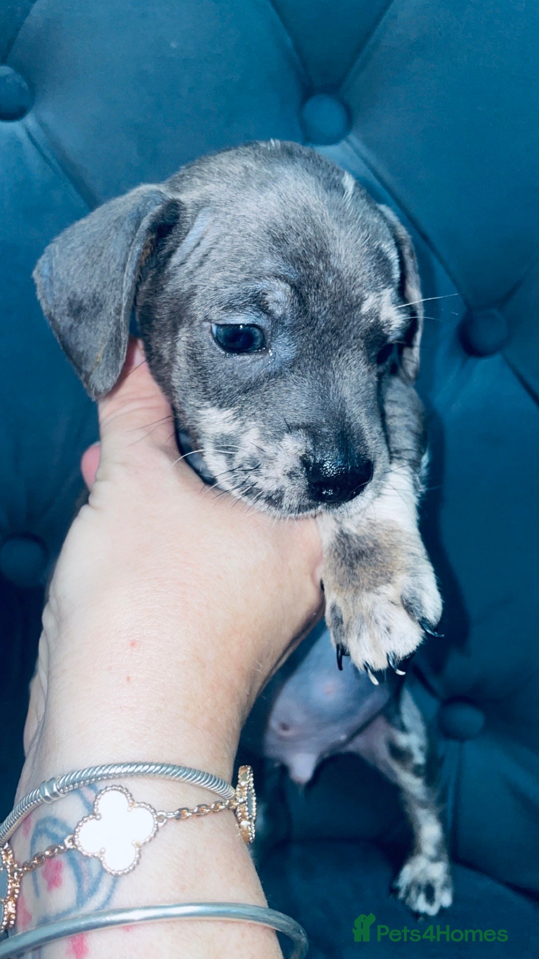 Mixed Breed dogs for sale: Frenchie/ dashund  - Advert 10