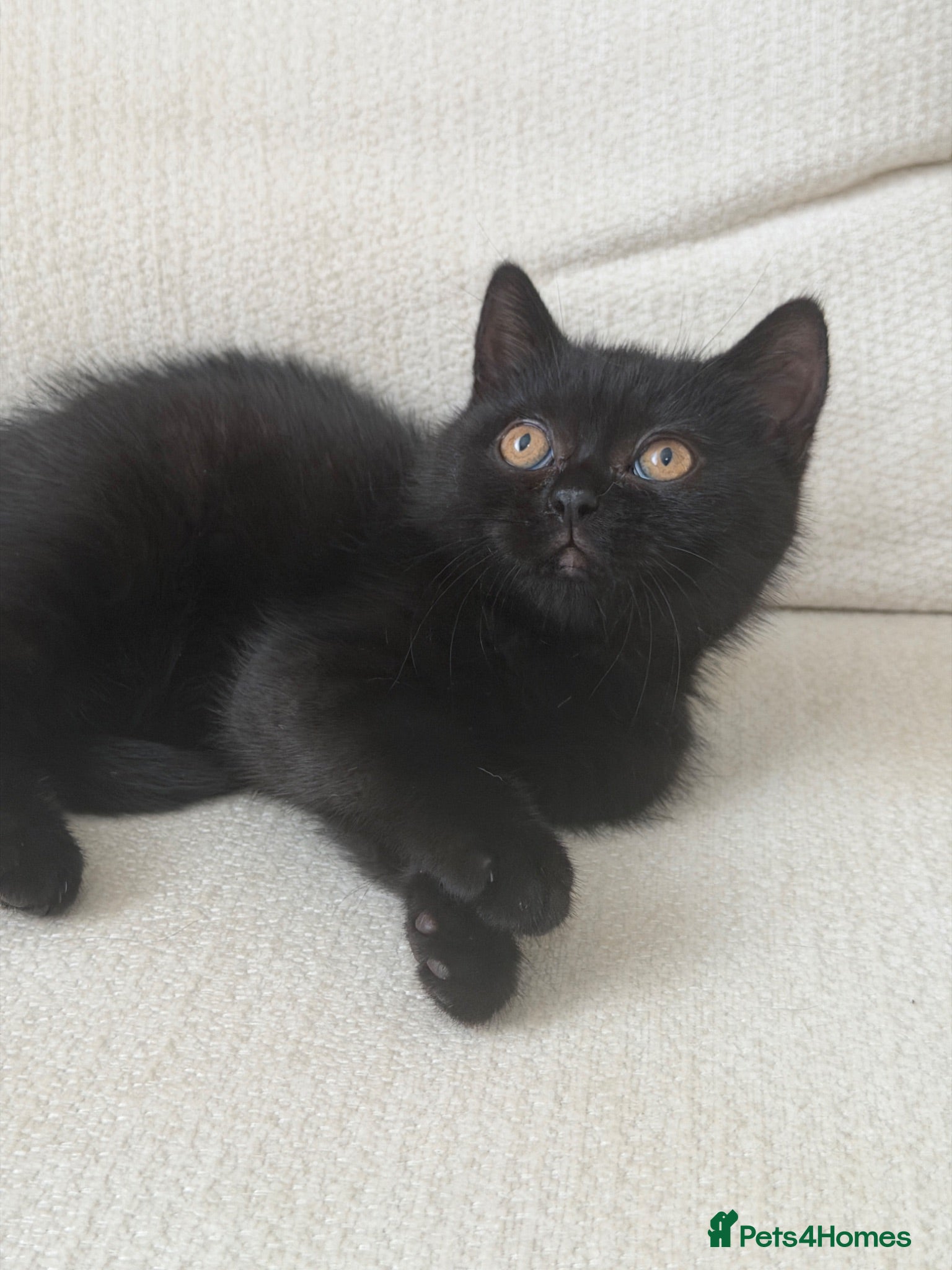 British Shorthair cats Black girl british shorthairkitten - Advert 1