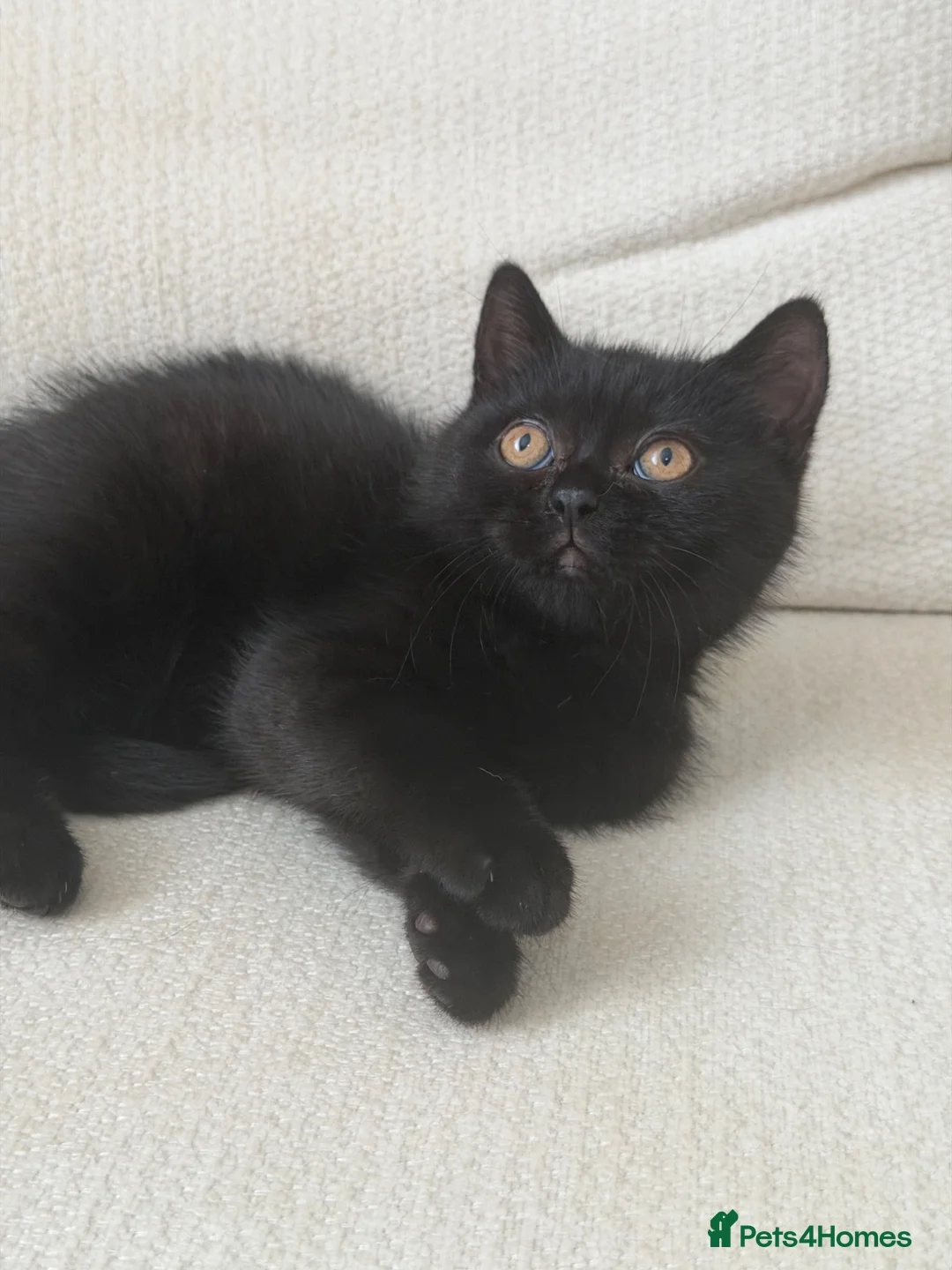 British Shorthair cats for sale: Black girl british shorthairkitten - Advert 1