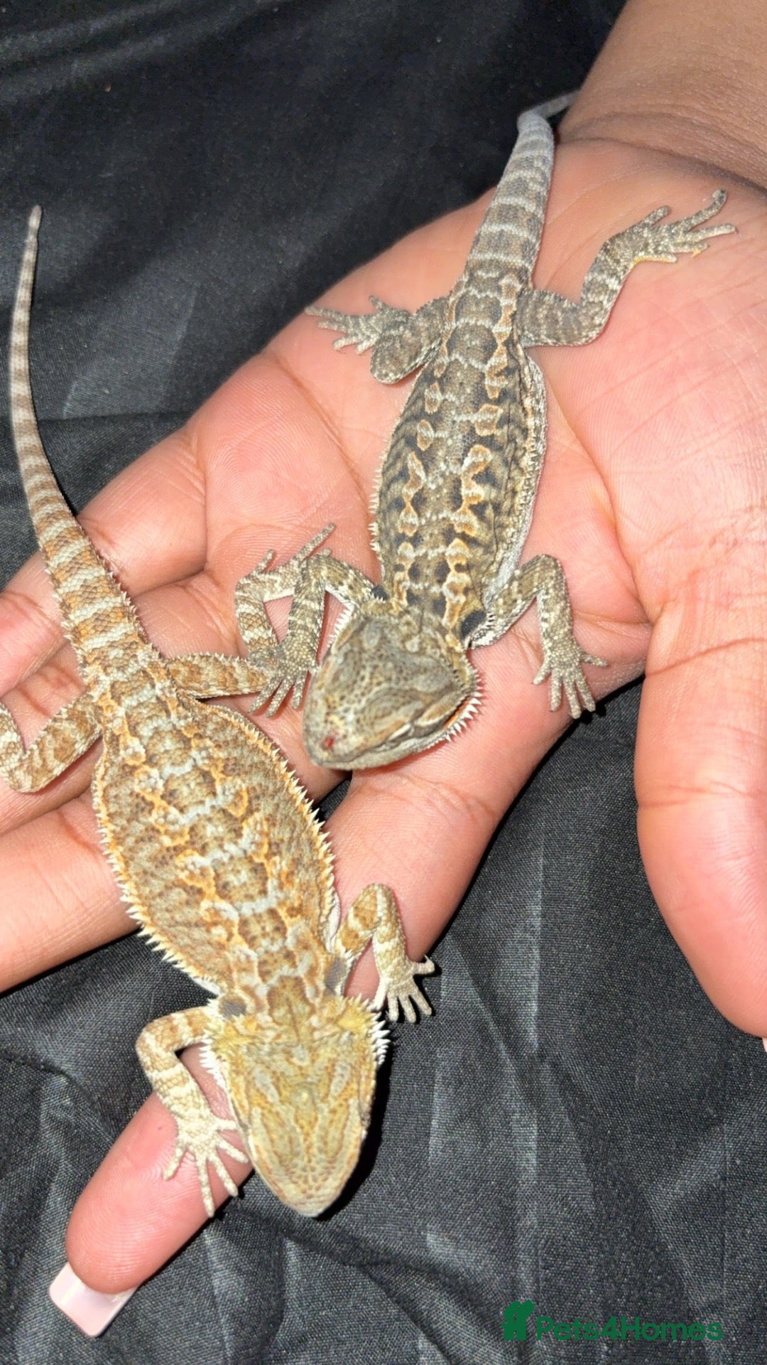 Bearded Dragon reptiles Beautiful leatherback babies  - Advert 2