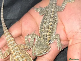 Bearded Dragon reptiles Beautiful leatherback babies - Advert 2