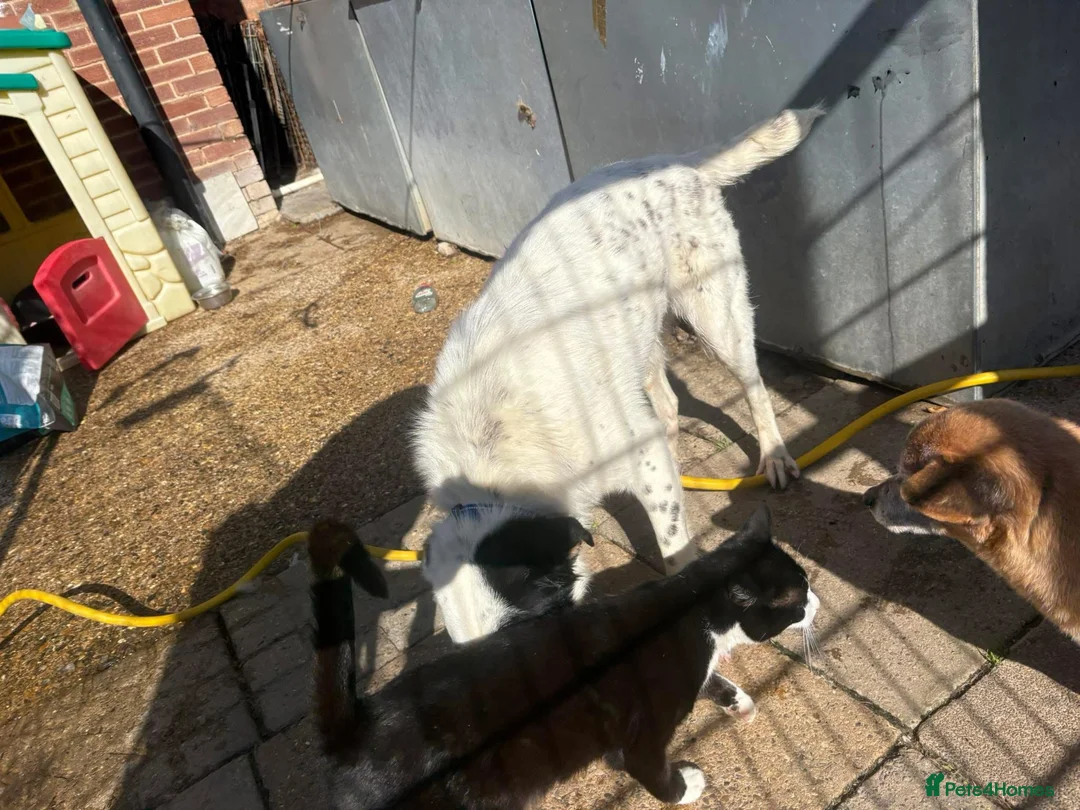 Mixed Breed dogs for adoption: Badger - Badersfield Norfolk  - Advert 19