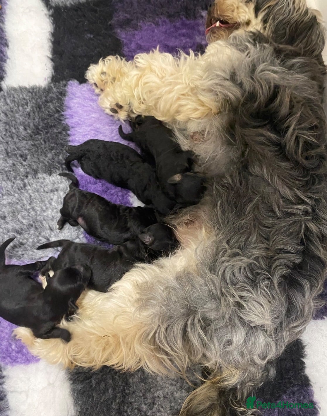 Cockapoo dogs Toy cockapoo pups - Advert 4