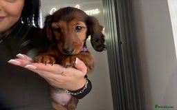 Miniature Dachshund dogs for sale: Last Mini Longhaired Dachshund Girl - READY NOW - Image 4