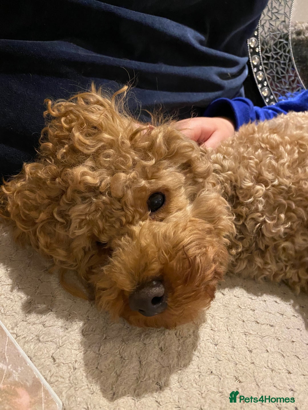 Toy Poodle dogs for stud: Kc health tested toy poodle for stud in Torpoint - Advert 3