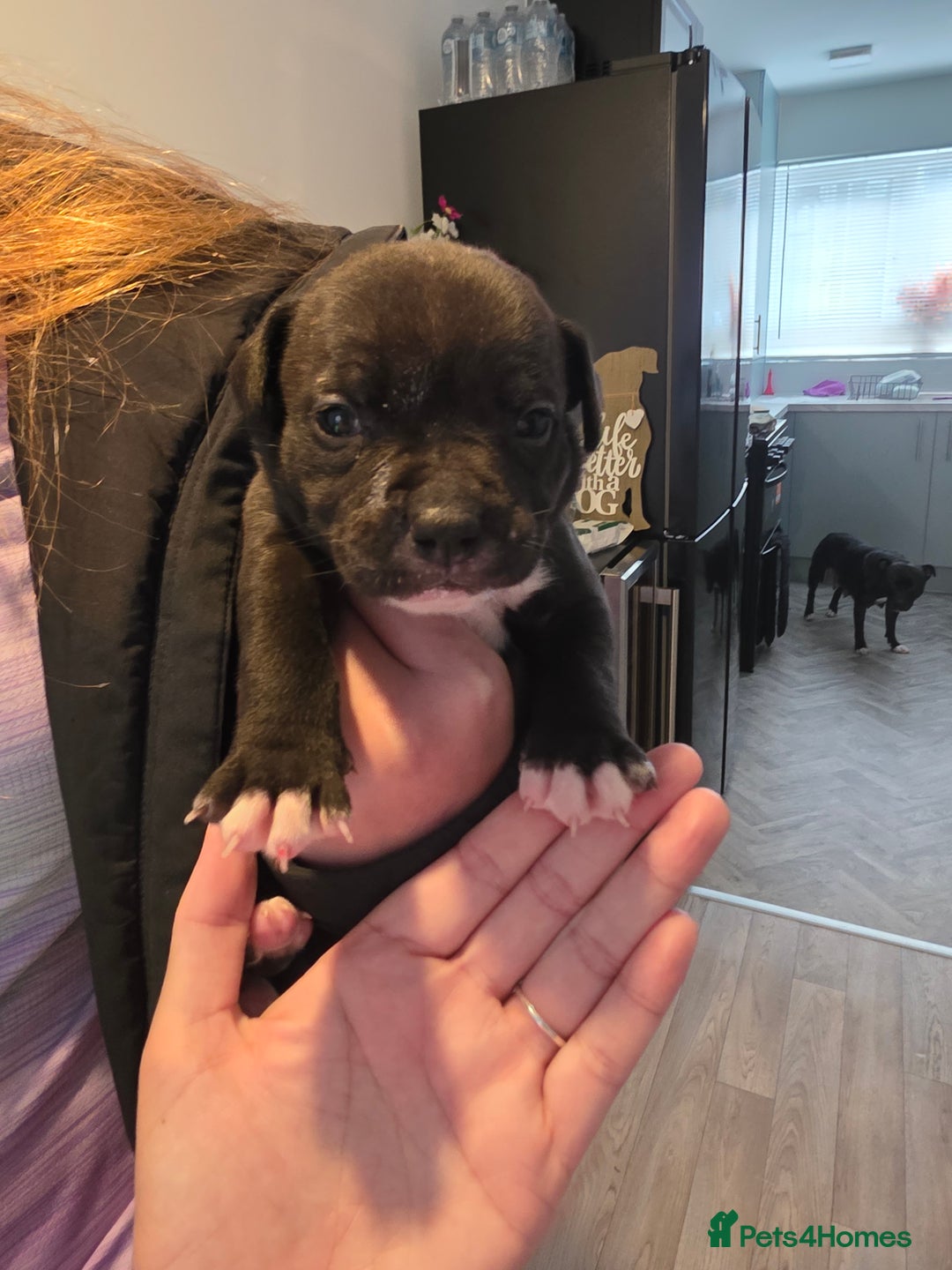 Staffordshire Bull Terrier dogs for sale: STAFFORDSHIRE BULL TERRIOR PUPPIES - Image 25