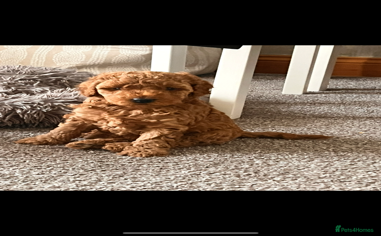 Cockapoo dogs - Advert 7