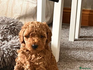 Cockapoo dogs for sale - Advert 1