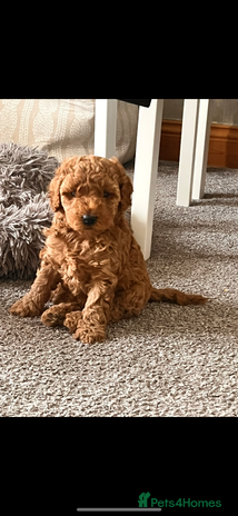 Cockapoo dogs - Advert 1