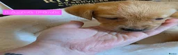 Labrador Retriever dogs for sale: Kc Reg Dark Fox Red & Light Red Lab Pups - Advert 10