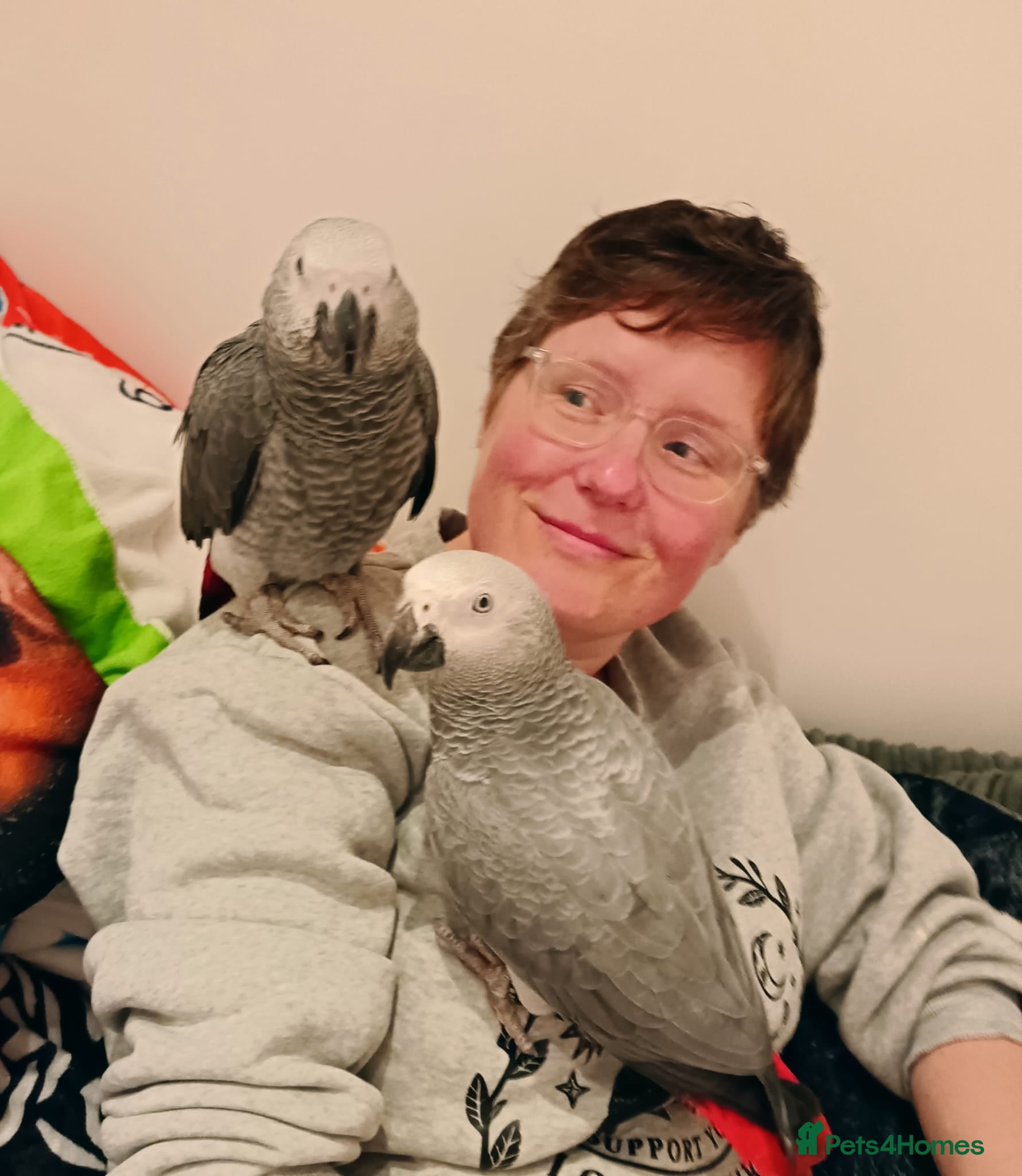 Parrots birds Beautiful, talking African Grey - Advert 11