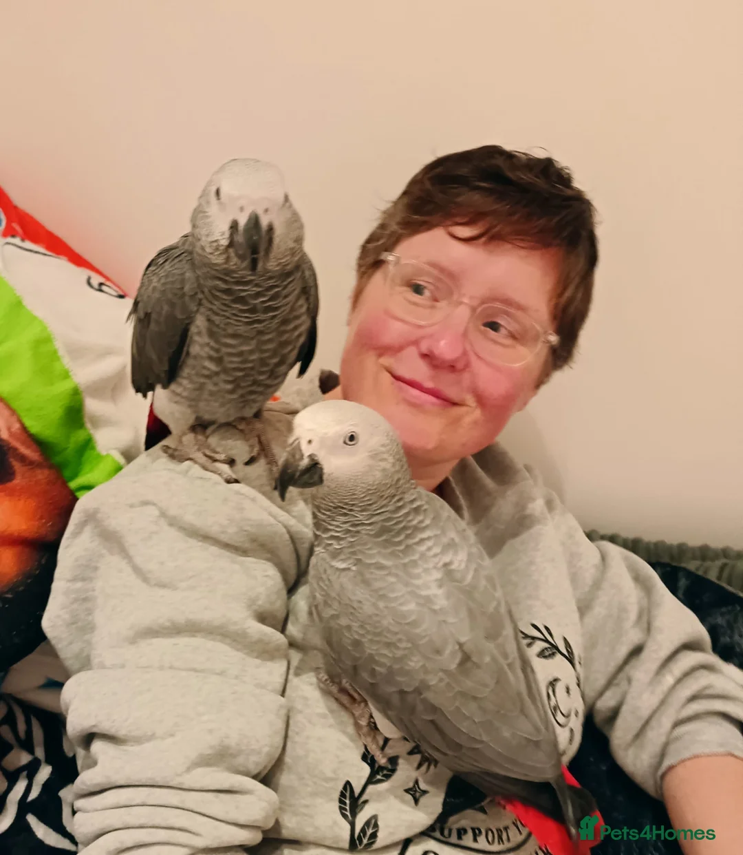 Parrots birds for sale: Beautiful, talking African Grey in Preston - Advert 1