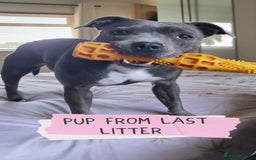 Staffordshire Bull Terrier dogs for sale: Ready Soon, KC reg, Full Vacs, BVA Eye tested 🐾 - Advert 17