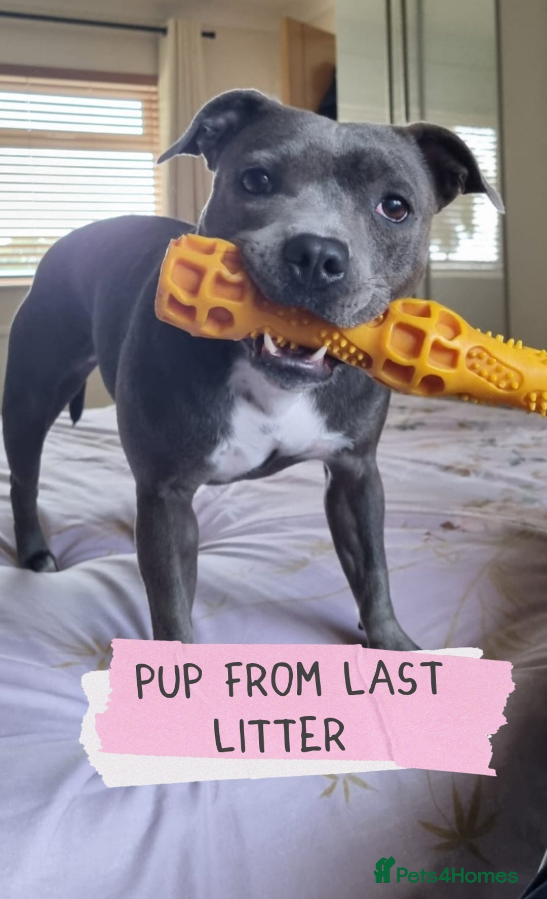 Staffordshire Bull Terrier dogs for sale: Ready Soon, KC reg, Full Vacs, BVA Eye tested 🐾 - Advert 17