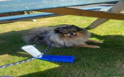 Pomeranian dogs for stud: Merle Pomeranian Stud  in Liverpool - Image 2
