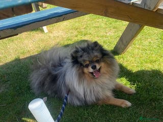 Pomeranian dogs Merle Pomeranian Stud in Liverpool - Advert 7