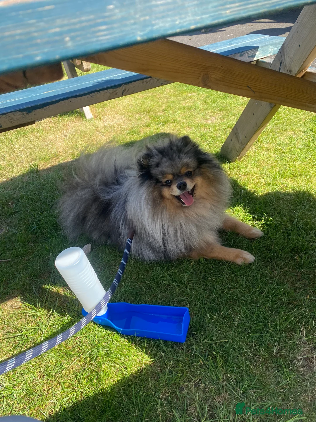 Pomeranian dogs for stud: Merle Pomeranian Stud  in Liverpool - Advert 1