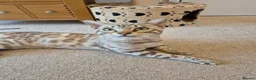 Bengal cats for sale: Seal Mink Rosetted Male Bengal - stud - Advert 2