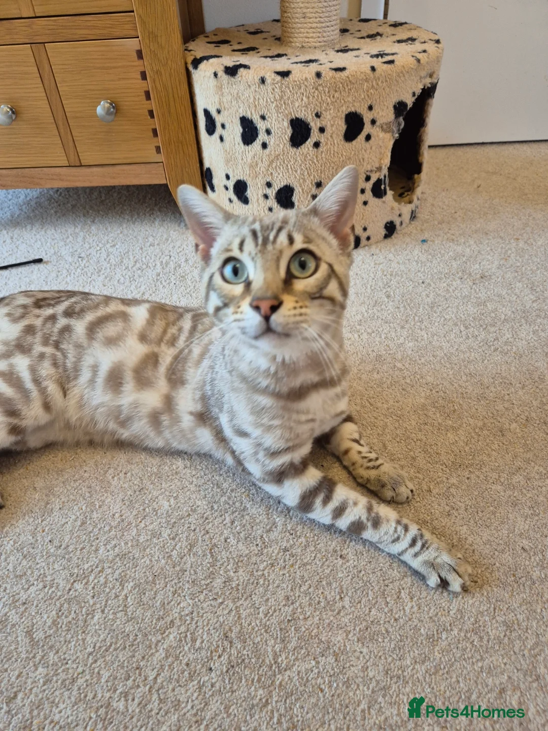 Bengal cats for sale: Seal Mink Rosetted Male Bengal - stud - Advert 2