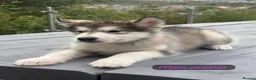 Alaskan Malamute dogs for sale: Champion Line KC Reg Alaskan Malamute Puppes    - Advert 9