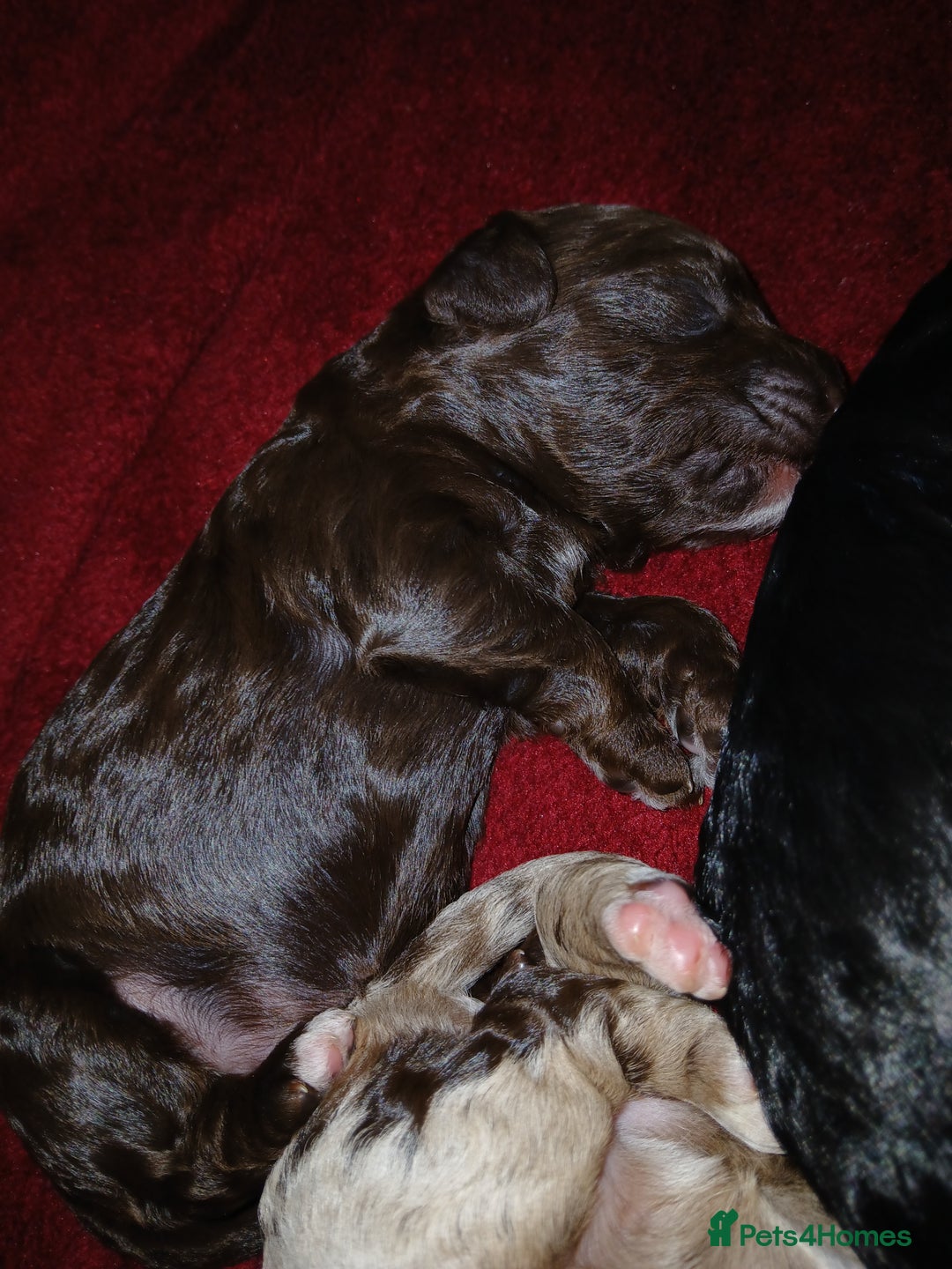 Cockapoo dogs for sale: F1 mini cockerpoos born 22nd December  - Advert 5